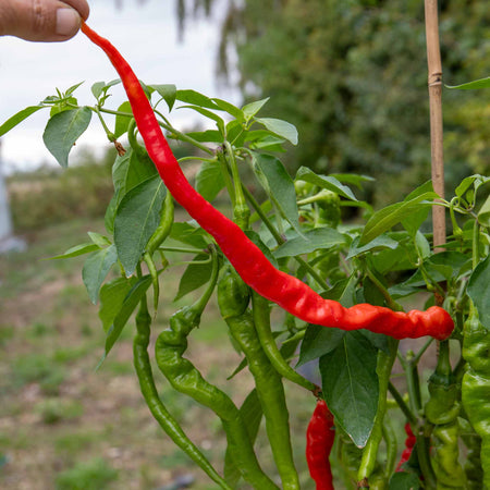 Chilli Plant 'Fiery Tongues'