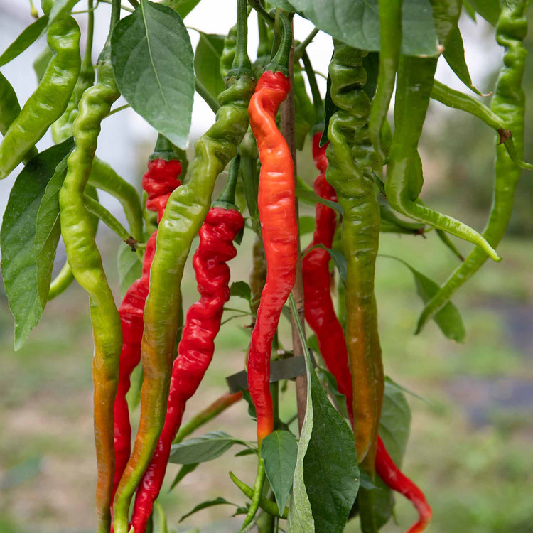 Chilli Plant 'Fiery Tongues'