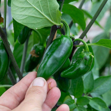 Chilli Plant 'Giant Jalapeno'