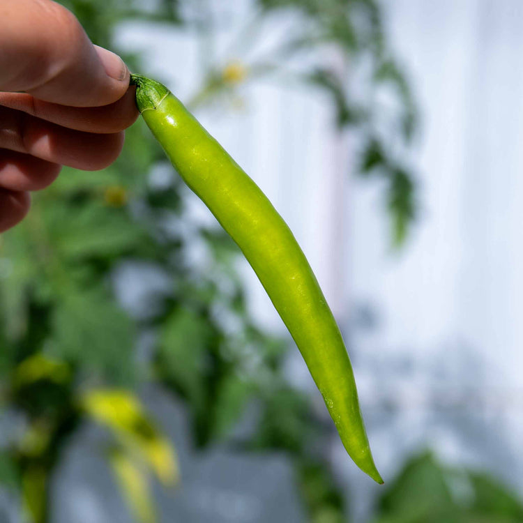 Chilli Plant 'Grisu'