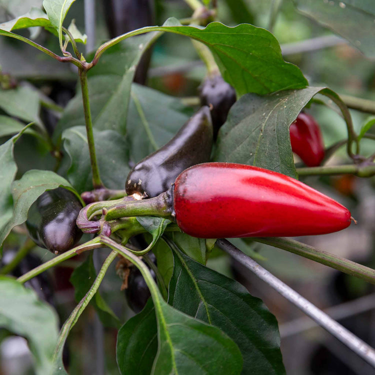 Chilli Plant 'Hungarian Black'