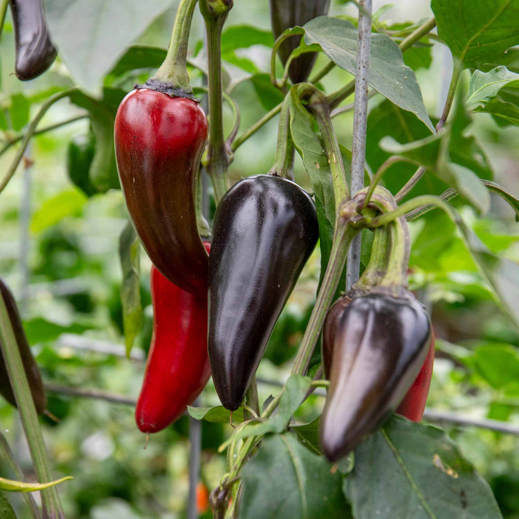 Chilli Plant 'Hungarian Black'