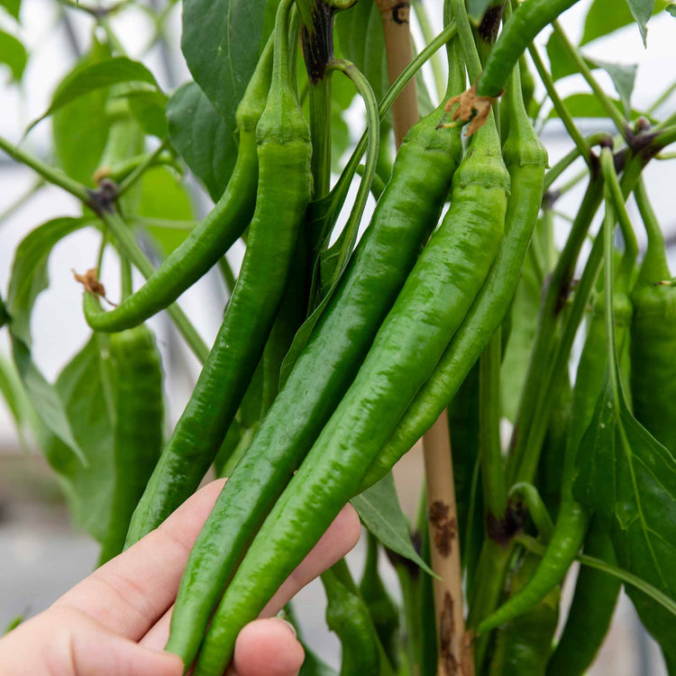 Chilli Plant 'Long Horn'