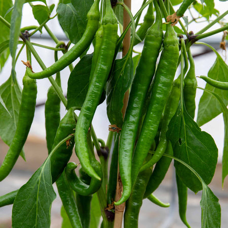 Chilli Plant 'Long Horn'