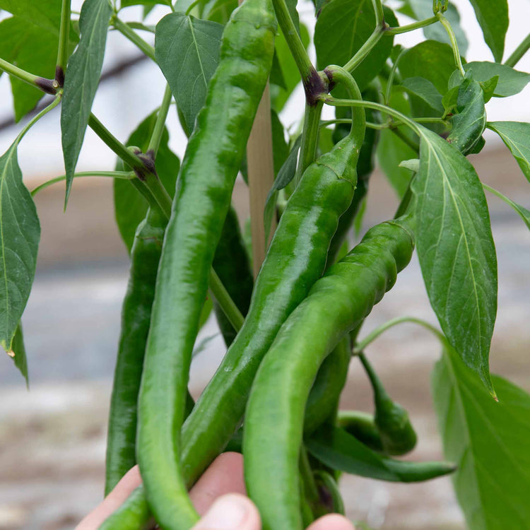 Chilli Plant 'Long Horn'