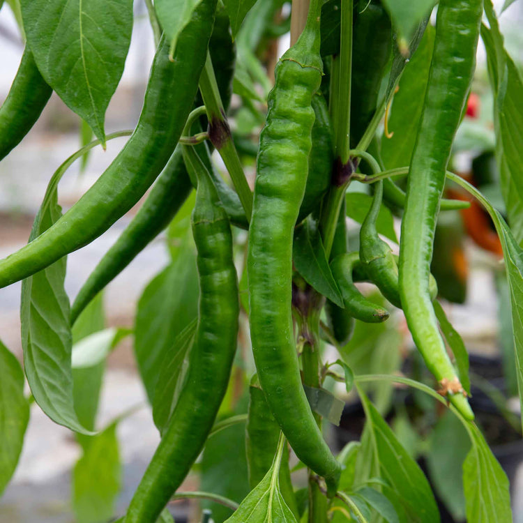 Chilli Plant 'Long Horn'