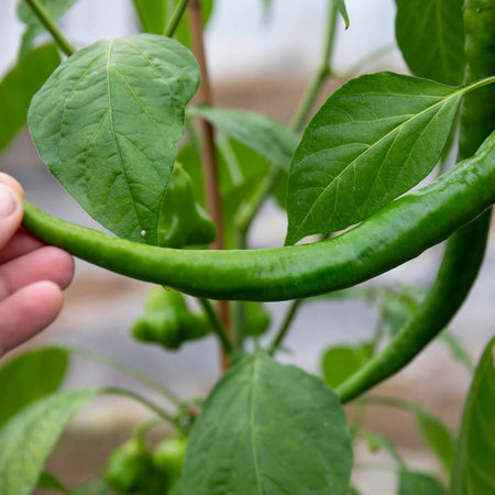 Chilli Plant 'Long Horn'