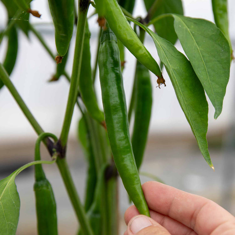 Chilli Plant 'Mirch Masala'