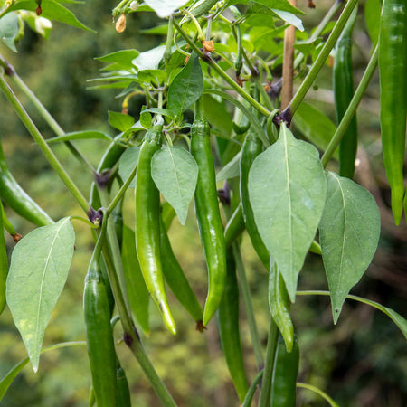 Chilli Plant 'Mirch Masala'