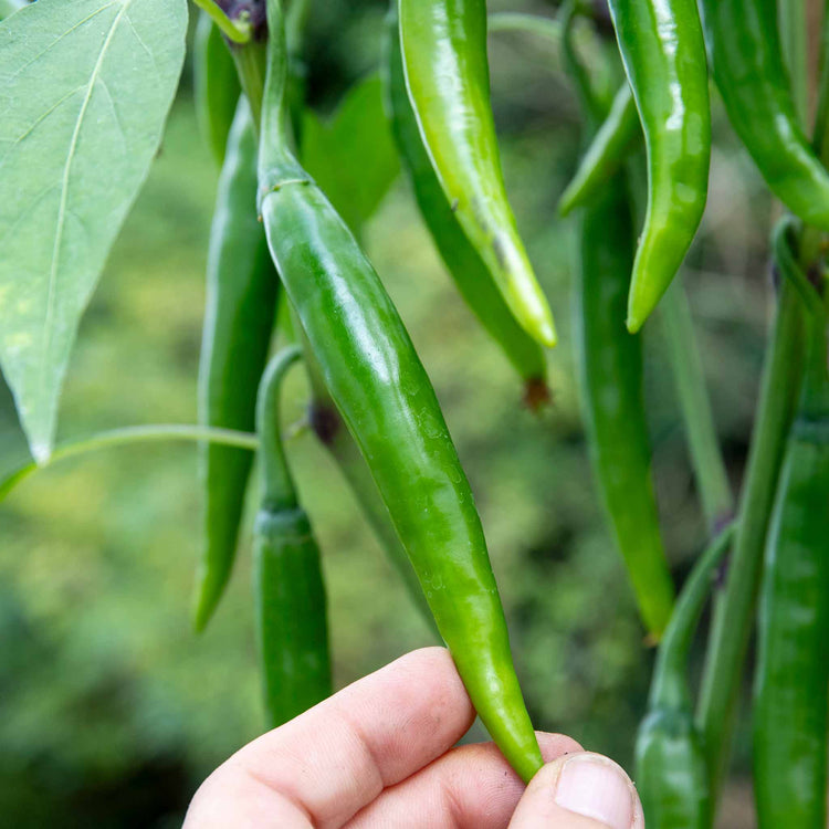 Chilli Plant 'Mirch Masala'