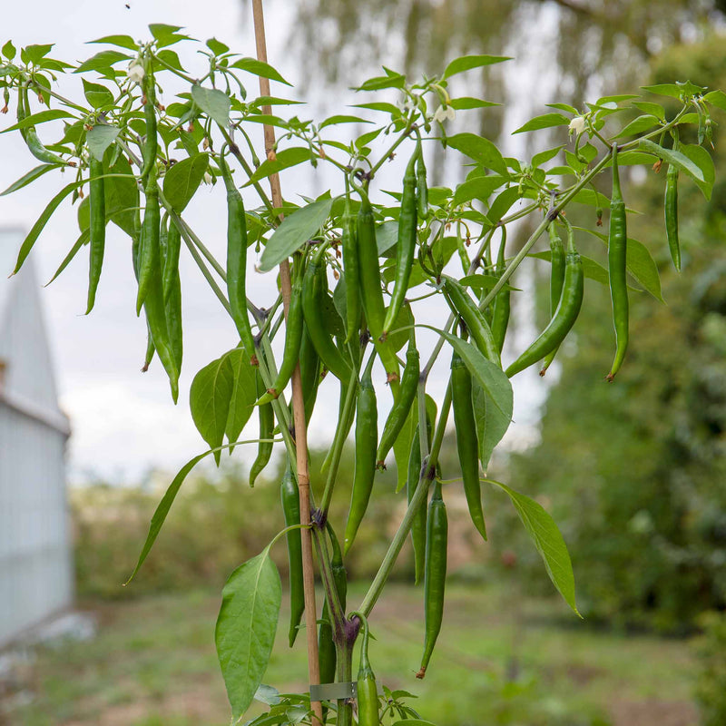 Chilli Plant 'Mirch Masala'