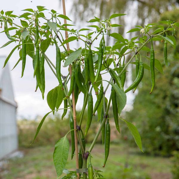 Chilli Plant 'Mirch Masala'