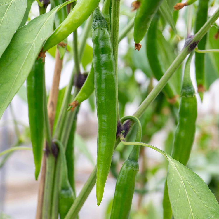 Chilli Plant 'Mirch Masala'