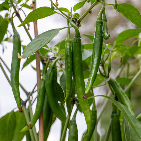 Chilli Plant 'Mirch Masala'