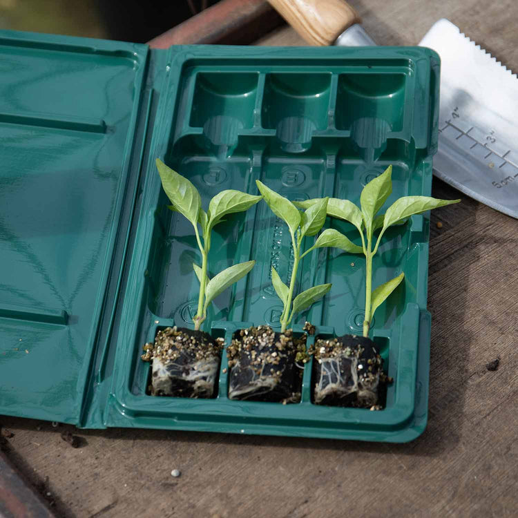 Sweet Pepper 'Pillar Sweet Red' Plugs - Mid May Despatch