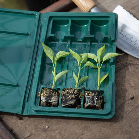 Sweet Pepper 'Pillar Orange' Plugs - Mid May Despatch