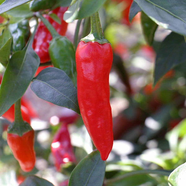 Chilli Plant 'Apache'