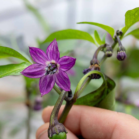 Chilli Plant 'Hungarian Black'