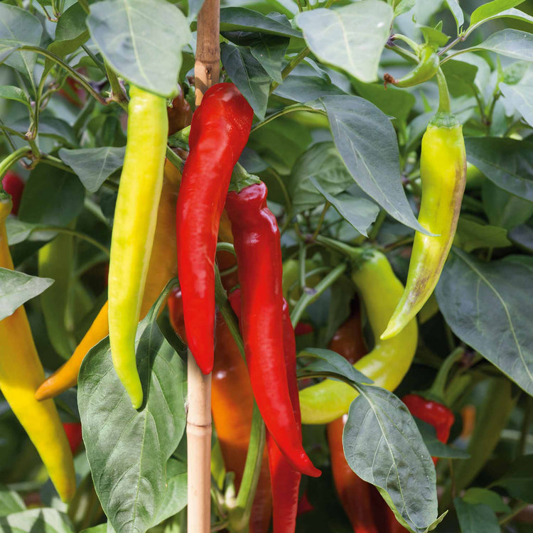 Chilli Plant 'Long Horn'