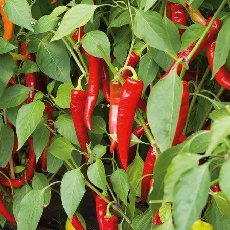 Chilli Plant 'Long Horn'