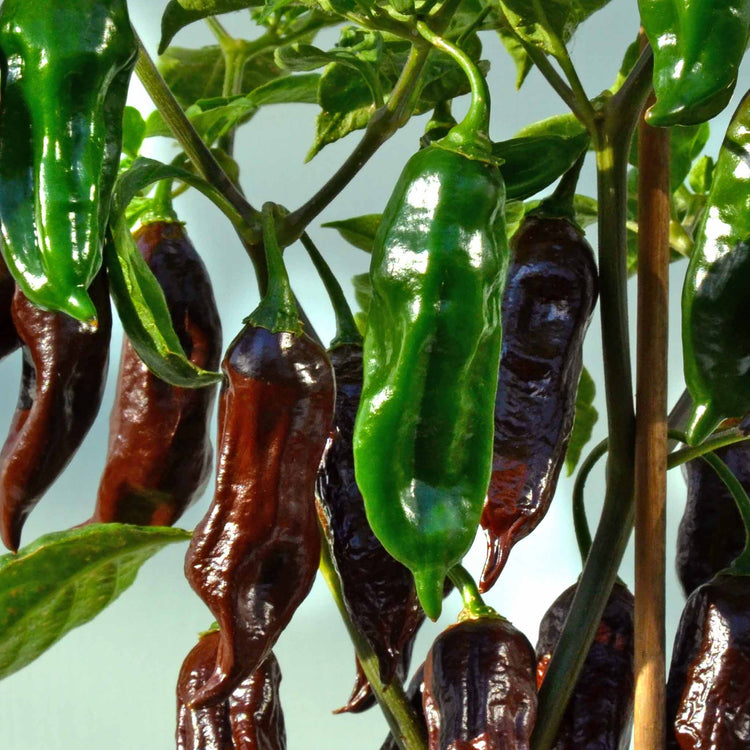 Chilli Flavour Collection 'Hot Mild Smoky'