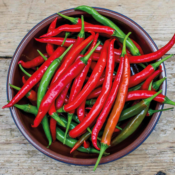 Chilli Plant 'Grisu'