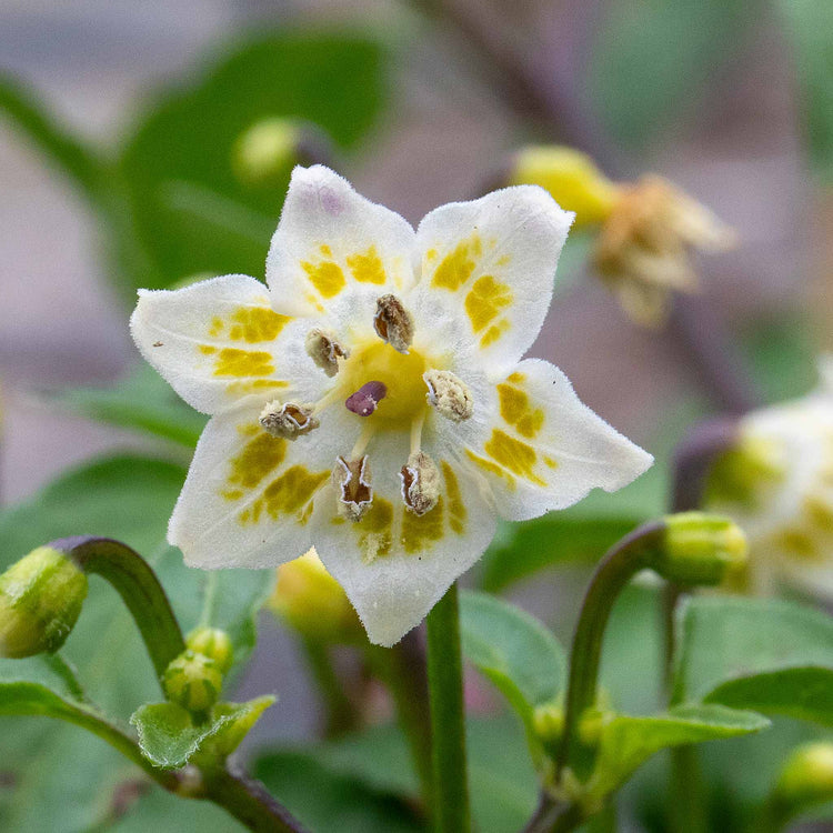 Chilli Plant 'Spangles'