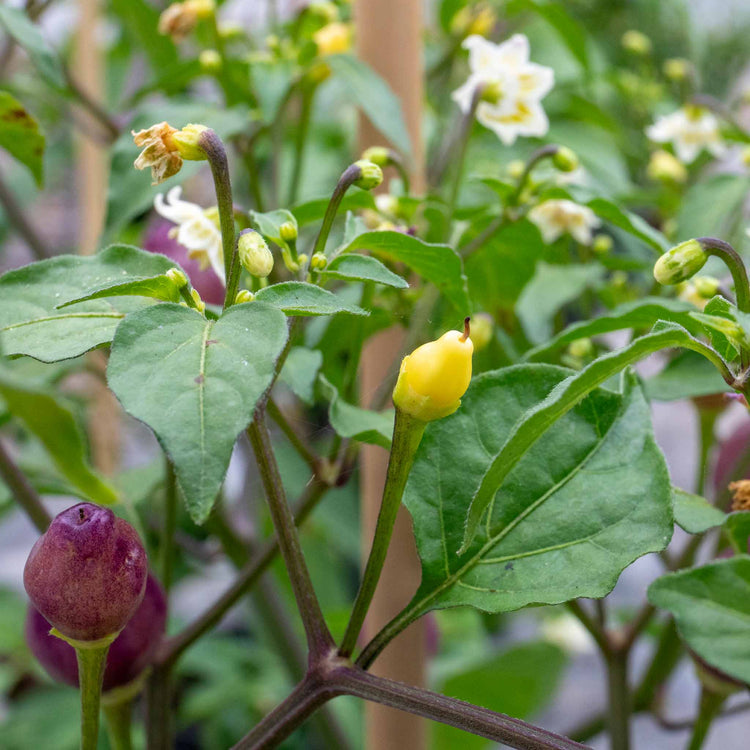 Chilli Plant 'Spangles'