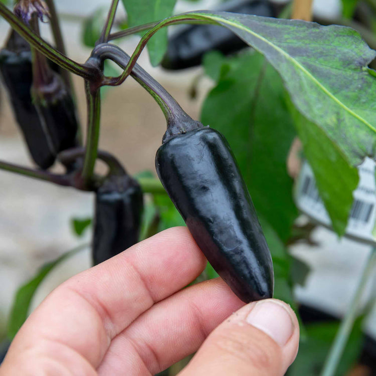 Chilli Plant 'Hungarian Black'