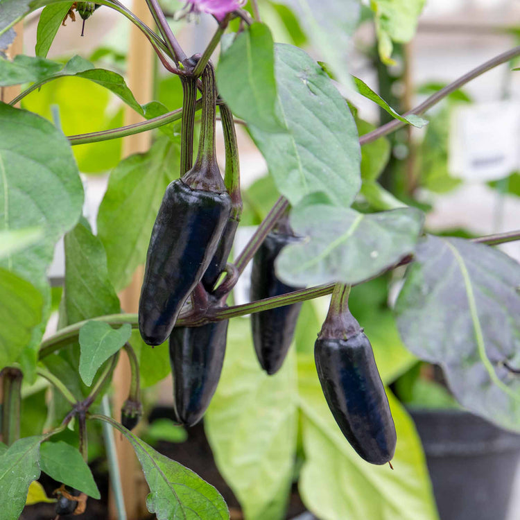 Chilli Plant 'Hungarian Black'