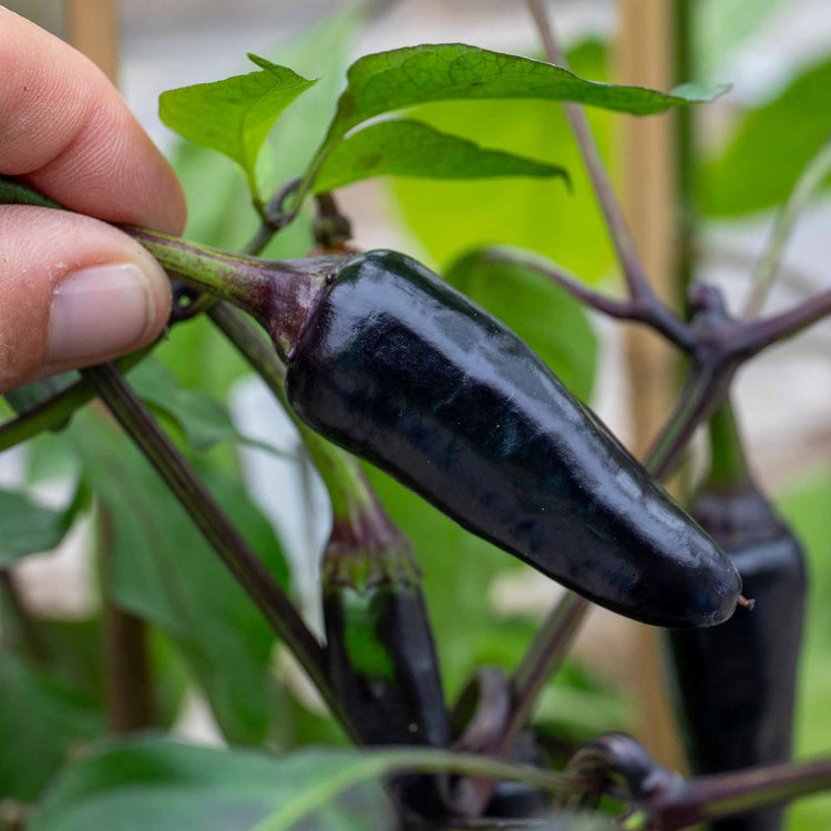 Chilli Plant 'Hungarian Black'