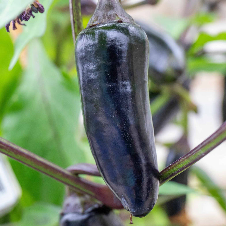 Chilli Plant 'Hungarian Black'