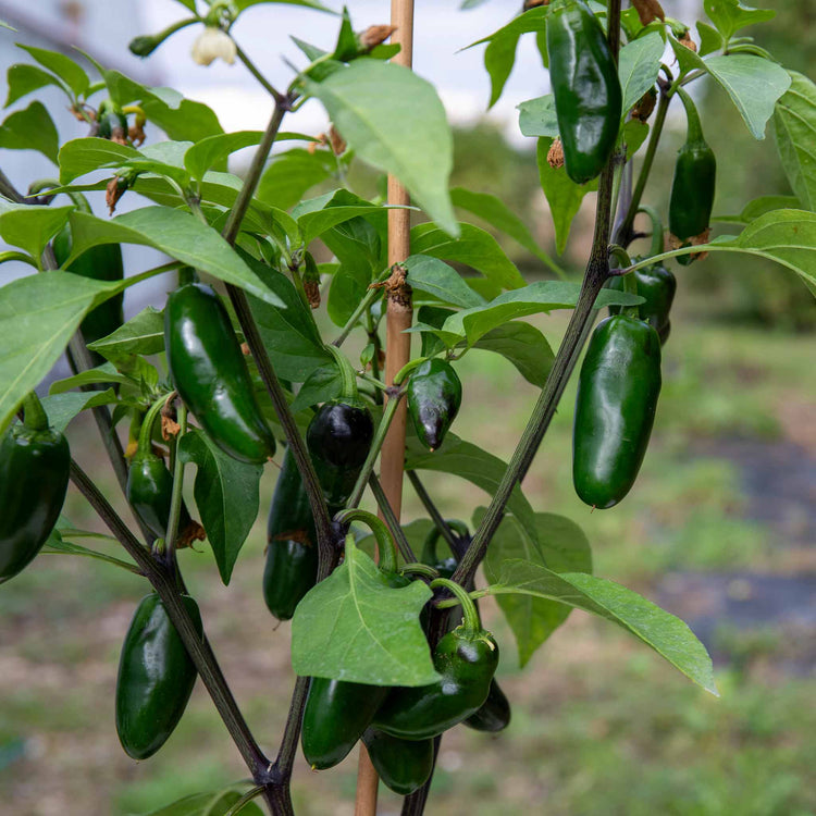 Chilli Plant 'Giant Jalapeno'