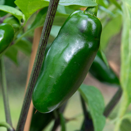 Chilli Plant 'Giant Jalapeno'