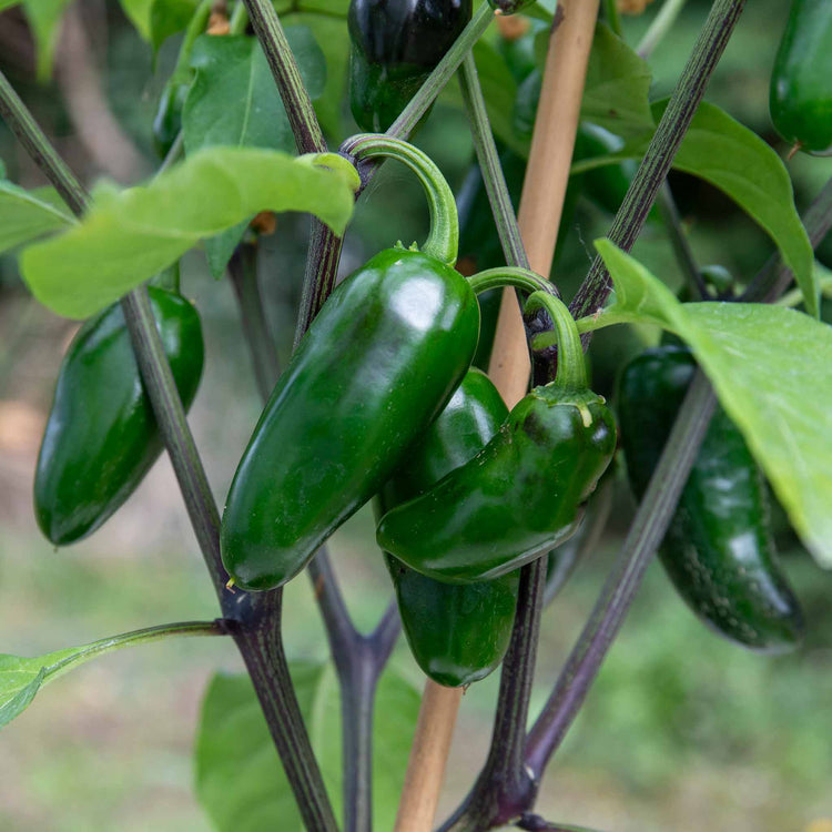 Chilli Plant 'Giant Jalapeno'