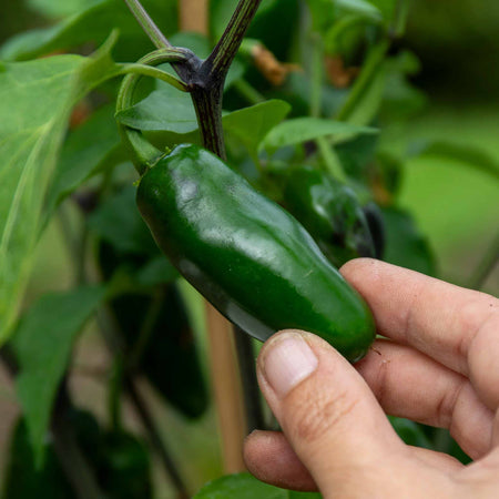 Chilli Plant 'Giant Jalapeno'