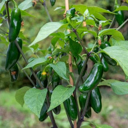 Chilli Plant 'Giant Jalapeno'