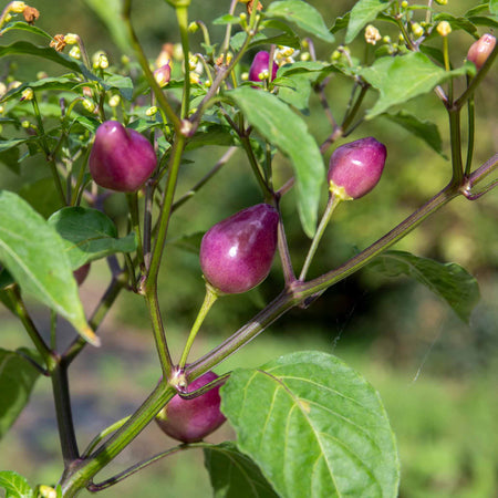 Chilli Plant 'Spangles'