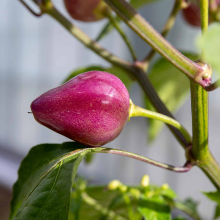 Chilli Plant 'Spangles'