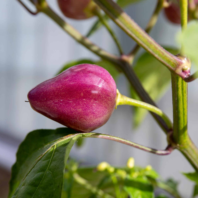 Chilli Plant 'Spangles'