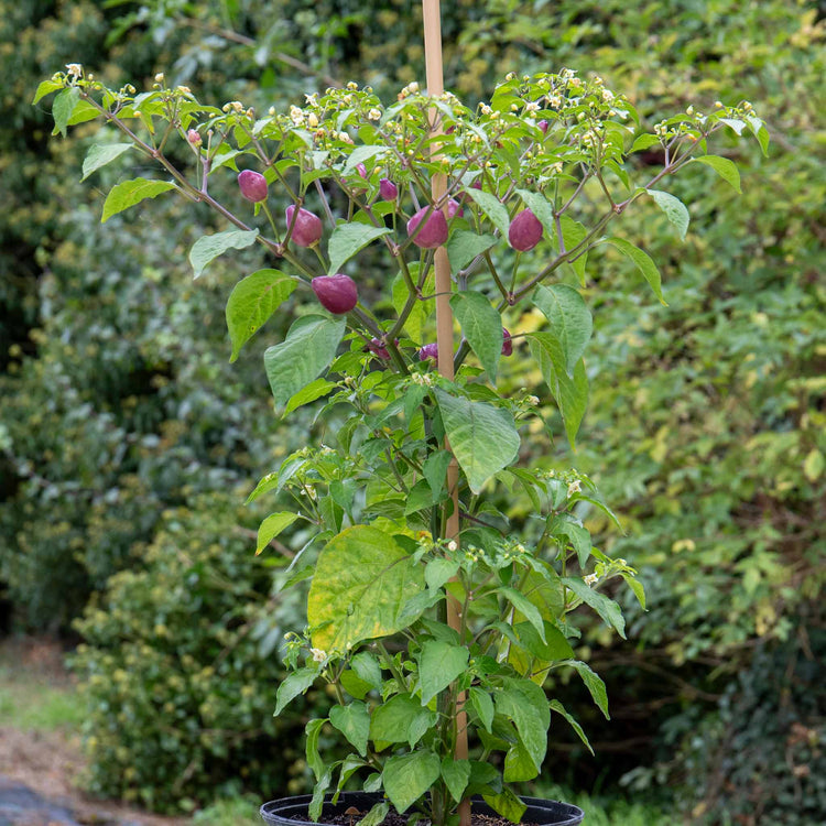 Chilli Plant 'Spangles'