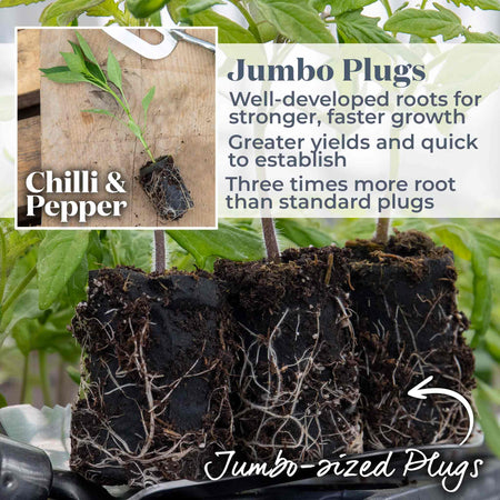 Sweet Pepper Plant Collection 'Snackbite'