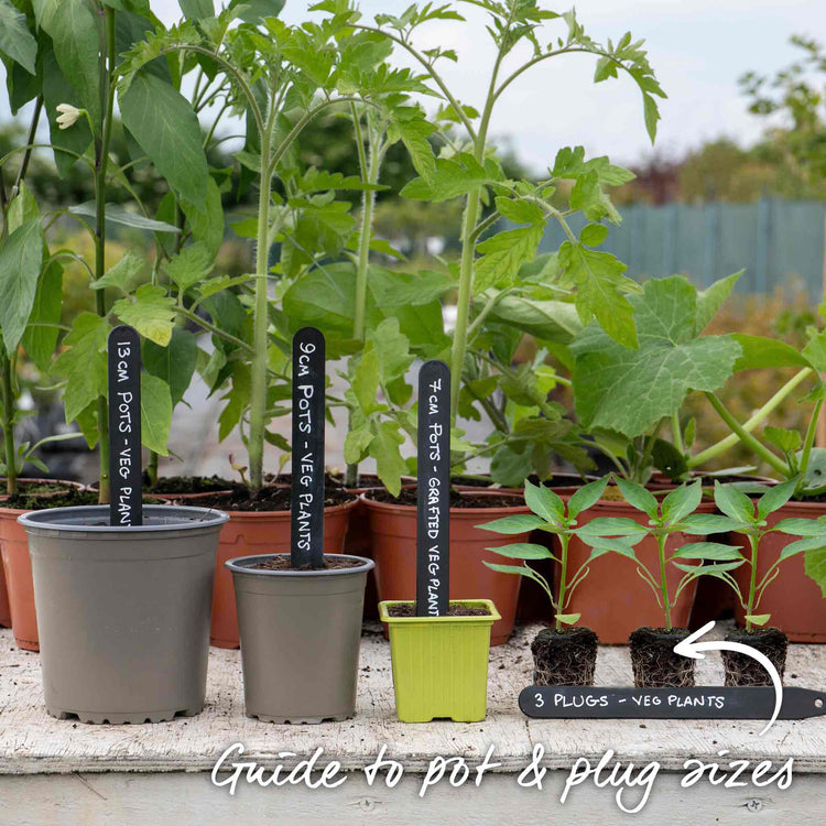 Sweet Pepper Plant 'Sweetonia Chocolate'