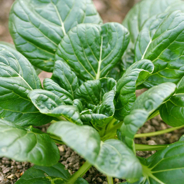 Chinese Salad Plant Tatsoi 'Tah Tsai'