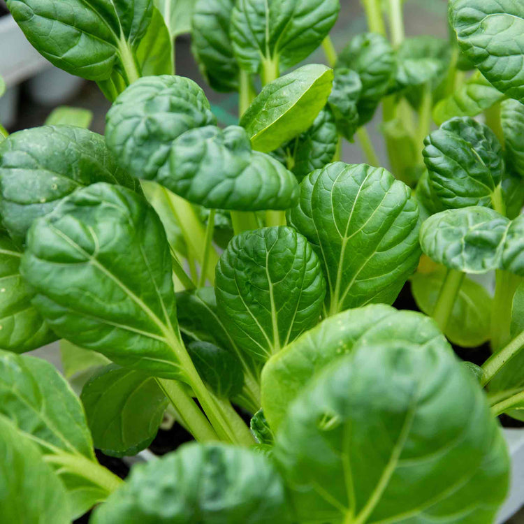 Chinese Salad Plant Tatsoi 'Tah Tsai'