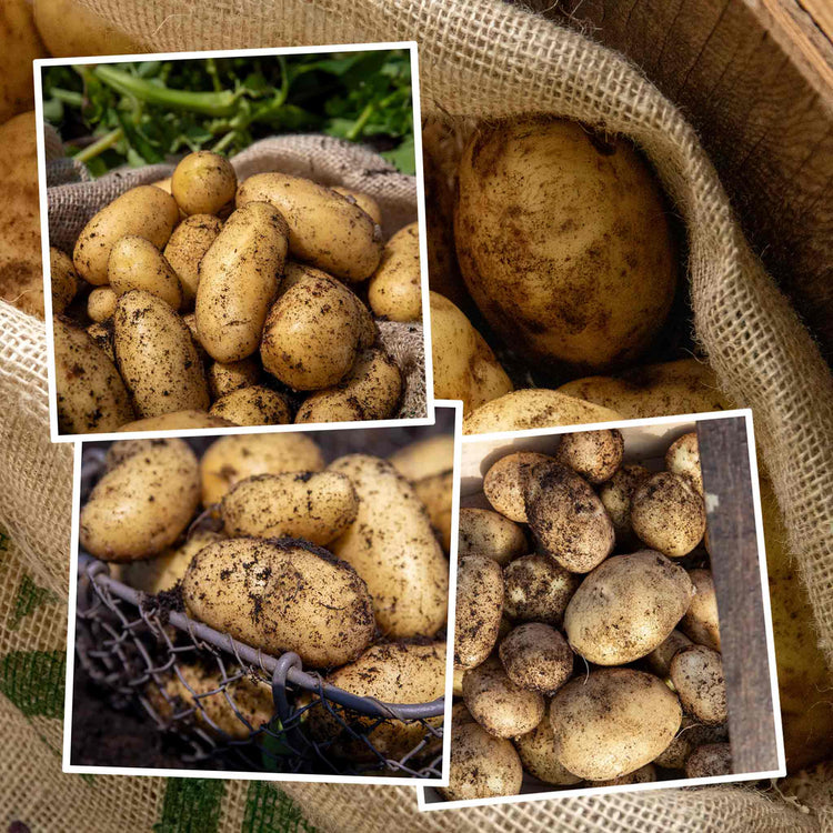 potato seeds for garden Seed Potato Christmas Harvest Collection