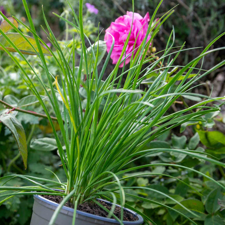 Chive Plant 'Garlic Allium Tuberosum'