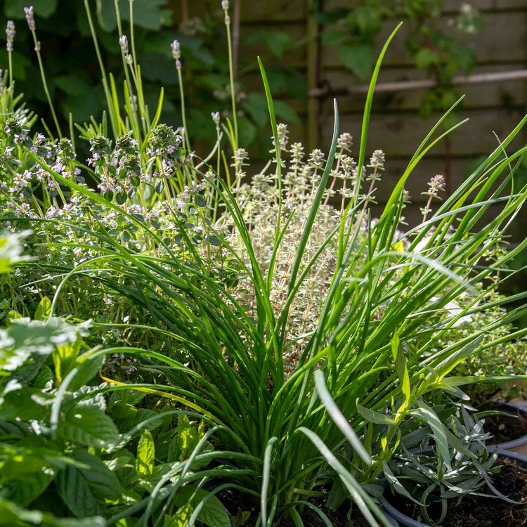 Chive Plant