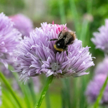 Chive Plant