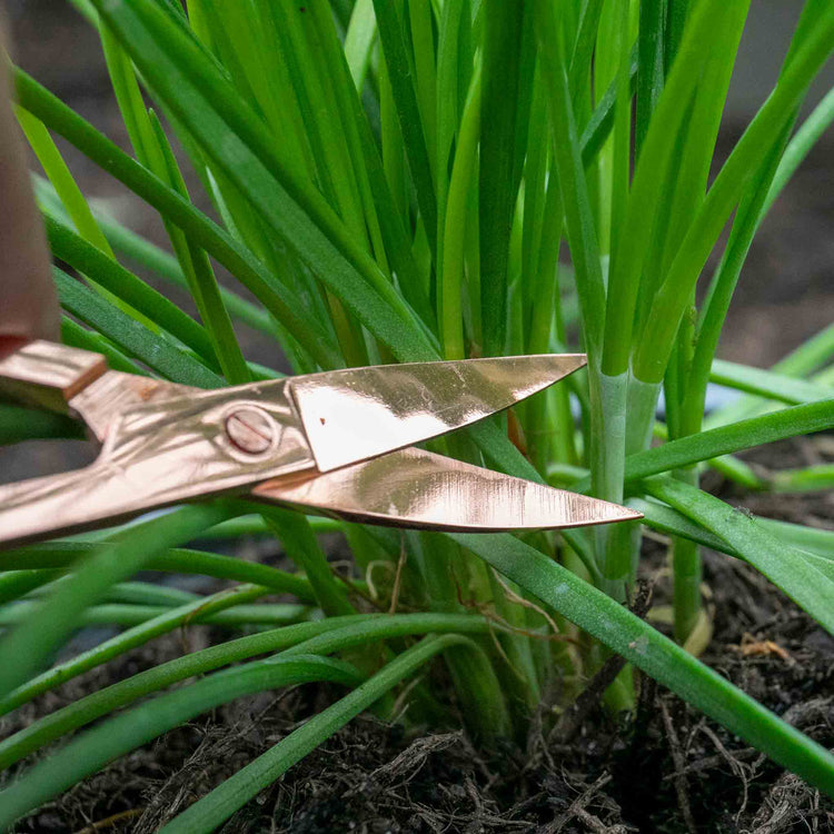 Chive Plant 'Garlic Allium Tuberosum'